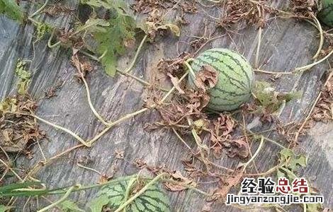西瓜早衰原因及防治措施视频 西瓜早衰原因及防治措施