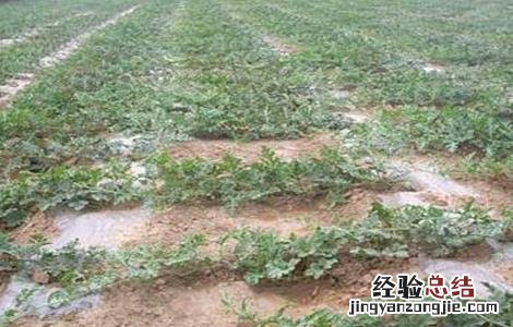 西瓜早衰原因及防治措施视频 西瓜早衰原因及防治措施