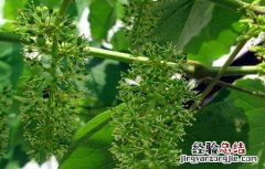 葡萄花序小该怎么办 葡萄花序少是什么原因