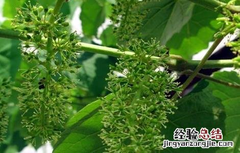 葡萄花序小该怎么办 葡萄花序少是什么原因