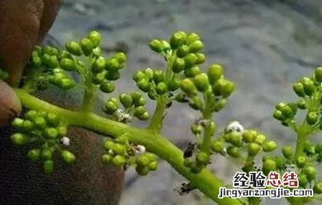 葡萄花序小该怎么办 葡萄花序少是什么原因