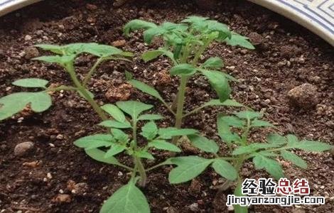 圣女果种子种植方法 圣女果种子种植方法图片