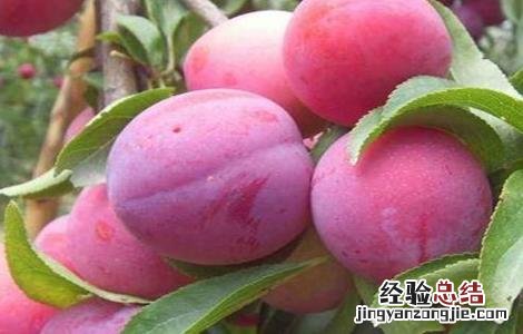 李子种植的注意事项 李子种植需要什么条件