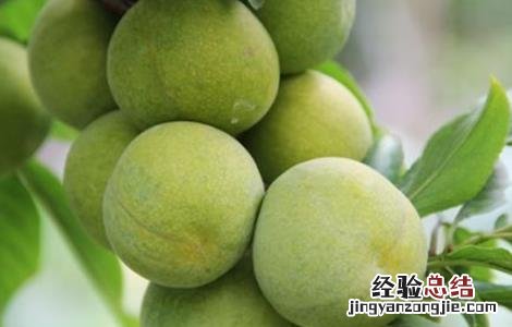 李子种植的注意事项 李子种植需要什么条件