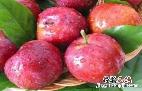 李子种植的注意事项 李子种植需要什么条件
