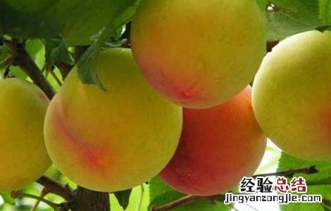 李子种植的注意事项 李子种植需要什么条件