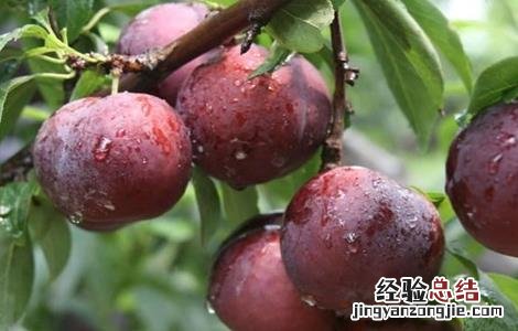 李子种植的注意事项 李子种植需要什么条件