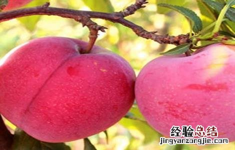 李子种植的注意事项 李子种植需要什么条件