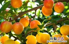 李子种植的注意事项 李子种植需要什么条件
