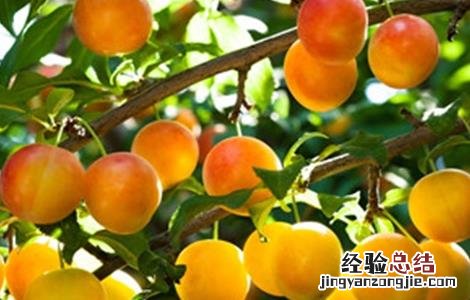 李子种植的注意事项 李子种植需要什么条件