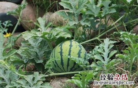 西瓜的施肥管理技术要点 西瓜的施肥管理技术