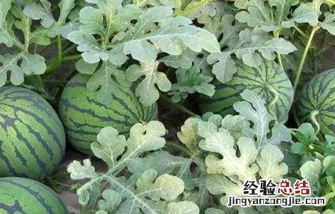 西瓜的施肥管理技术要点 西瓜的施肥管理技术