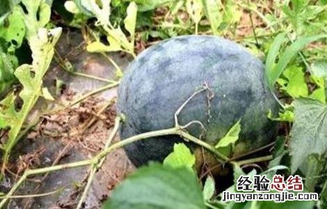 西瓜的施肥管理技术要点 西瓜的施肥管理技术