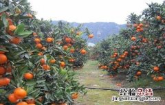 4月柑橘管理技术要点 五月份柑橘管理要点