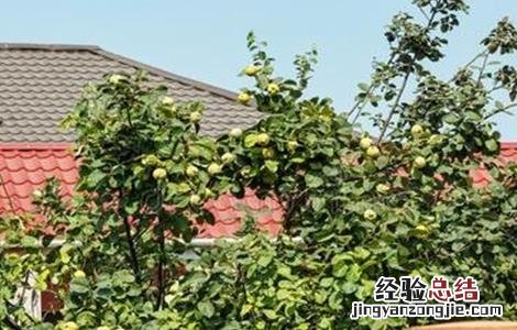 4月柑橘管理技术要点 五月份柑橘管理要点