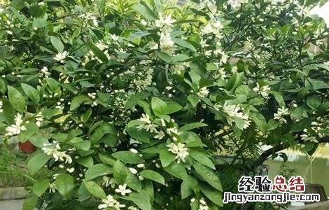 4月柑橘管理技术要点 五月份柑橘管理要点