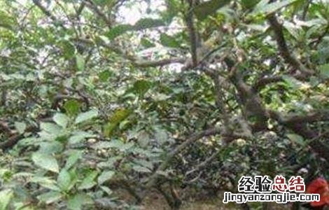 4月柑橘管理技术要点 五月份柑橘管理要点