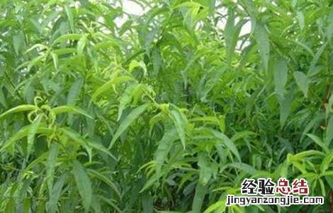 黑枣的种植技术 黑枣种植方法