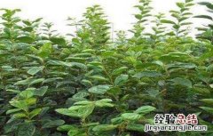 黑枣的种植技术 黑枣种植方法
