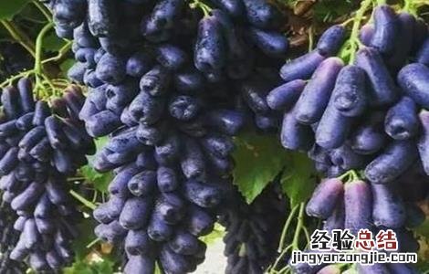 如何提高蓝宝石葡萄的产量呢 如何提高蓝宝石葡萄的产量