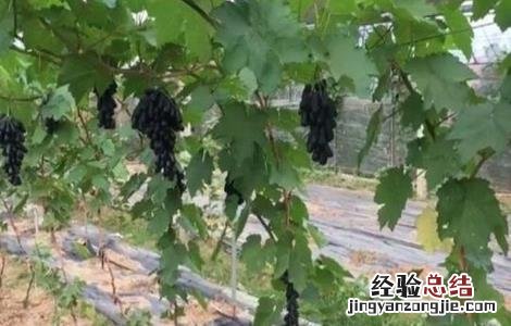 如何提高蓝宝石葡萄的产量呢 如何提高蓝宝石葡萄的产量