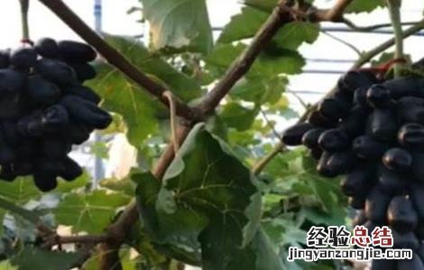 如何提高蓝宝石葡萄的产量呢 如何提高蓝宝石葡萄的产量