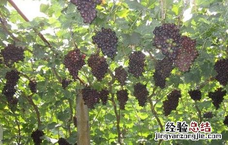 如何提高蓝宝石葡萄的产量呢 如何提高蓝宝石葡萄的产量