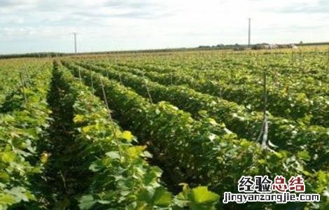 如何提高蓝宝石葡萄的产量呢 如何提高蓝宝石葡萄的产量