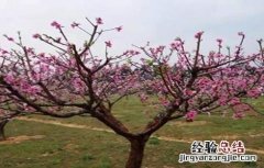 桃树疏花疏果技术要点 桃树疏花疏果技术
