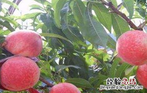 桃树疏花疏果技术要点 桃树疏花疏果技术