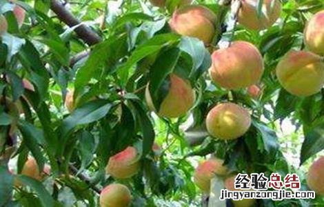 桃树疏花疏果技术要点 桃树疏花疏果技术