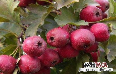山楂的繁殖方法 山楂的繁殖方法有几种