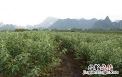 山楂的繁殖方法 山楂的繁殖方法有几种