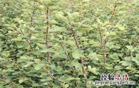 山楂的繁殖方法 山楂的繁殖方法有几种
