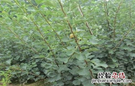 山楂的繁殖方法 山楂的繁殖方法有几种