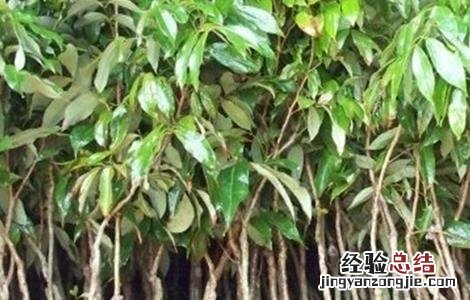 红毛丹怎么育苗 红毛丹的育苗技术