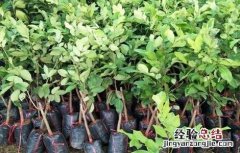 红毛丹怎么育苗 红毛丹的育苗技术