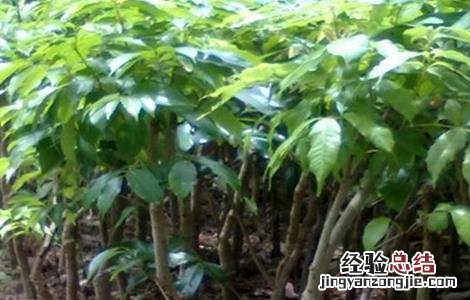 红毛丹怎么育苗 红毛丹的育苗技术