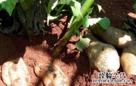 雪莲果怎么种植 雪莲果怎么种植视频