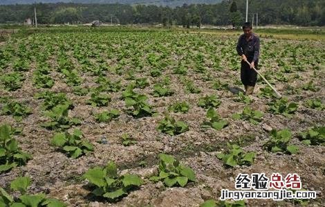 雪莲果怎么种植 雪莲果怎么种植视频