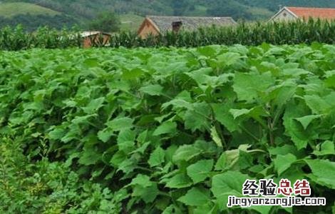 雪莲果怎么种植 雪莲果怎么种植视频