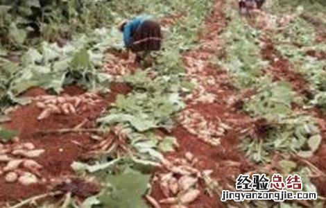 雪莲果怎么种植 雪莲果怎么种植视频