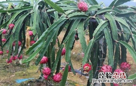 春天适合种什么水果 春天适合种什么水果种子
