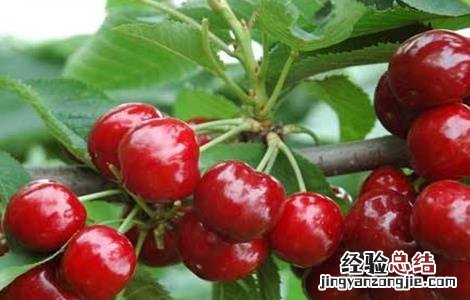 春天适合种什么水果 春天适合种什么水果种子