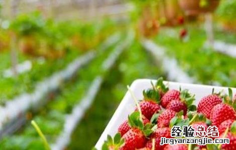 春天适合种什么水果 春天适合种什么水果种子