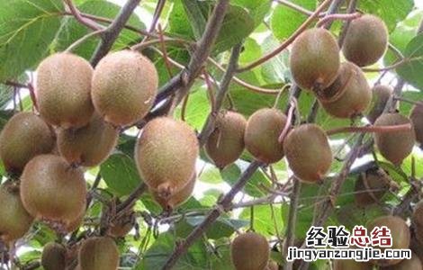 春天适合种什么水果 春天适合种什么水果种子