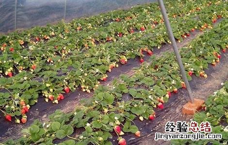 春天适合种什么水果 春天适合种什么水果种子
