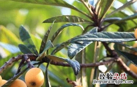春天适合种什么水果 春天适合种什么水果种子