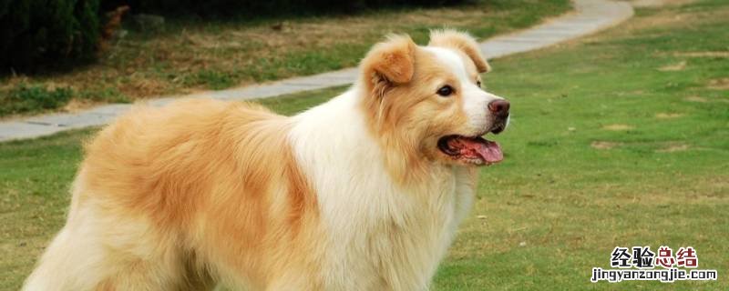 金边狗狗是什么品种的 金边牧羊犬是什么品种