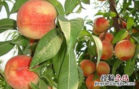 水蜜桃栽培技术 水蜜桃栽培技术的小科普
